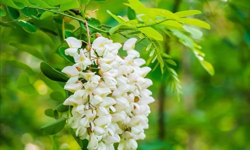 耐信和法莫替丁能一起吃吗-耐信和法莫替丁的区别网 - 法莫替丁是什,法莫替丁胶囊怎么样