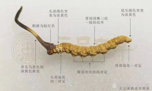 法莫替丁胶囊怎么样-耐信和法莫替丁的区别网 - 法莫替丁是什,法莫替丁胶囊怎么样